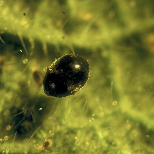 Stethorus punctillum - Spider Mite Control