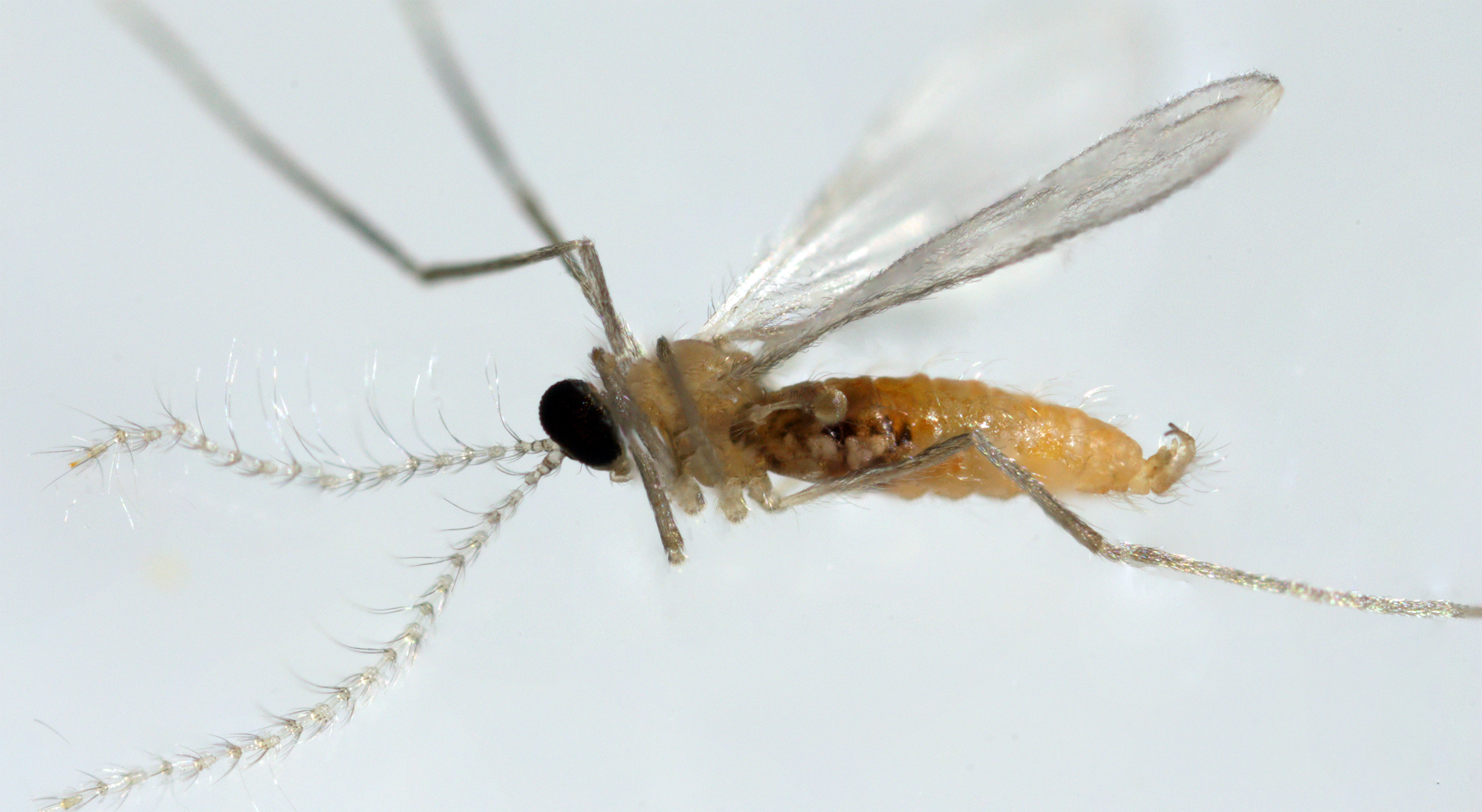 Aphidoletes aphidimyza - Aphid Control