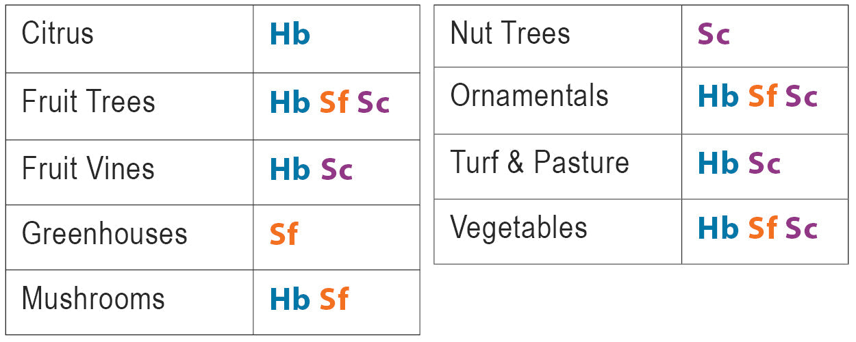 Fungus Gnat Exterminator - 10 Million Sf Nematodes in Retail Cup