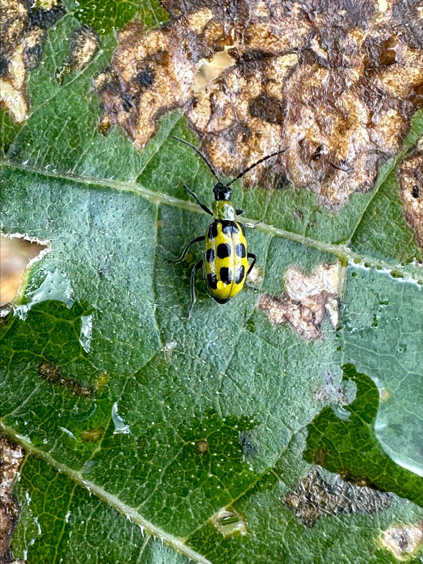 Cucumber Beetle Kit - 10 Cucumber Beetle Lure & 10 Yellow Sticky Trap