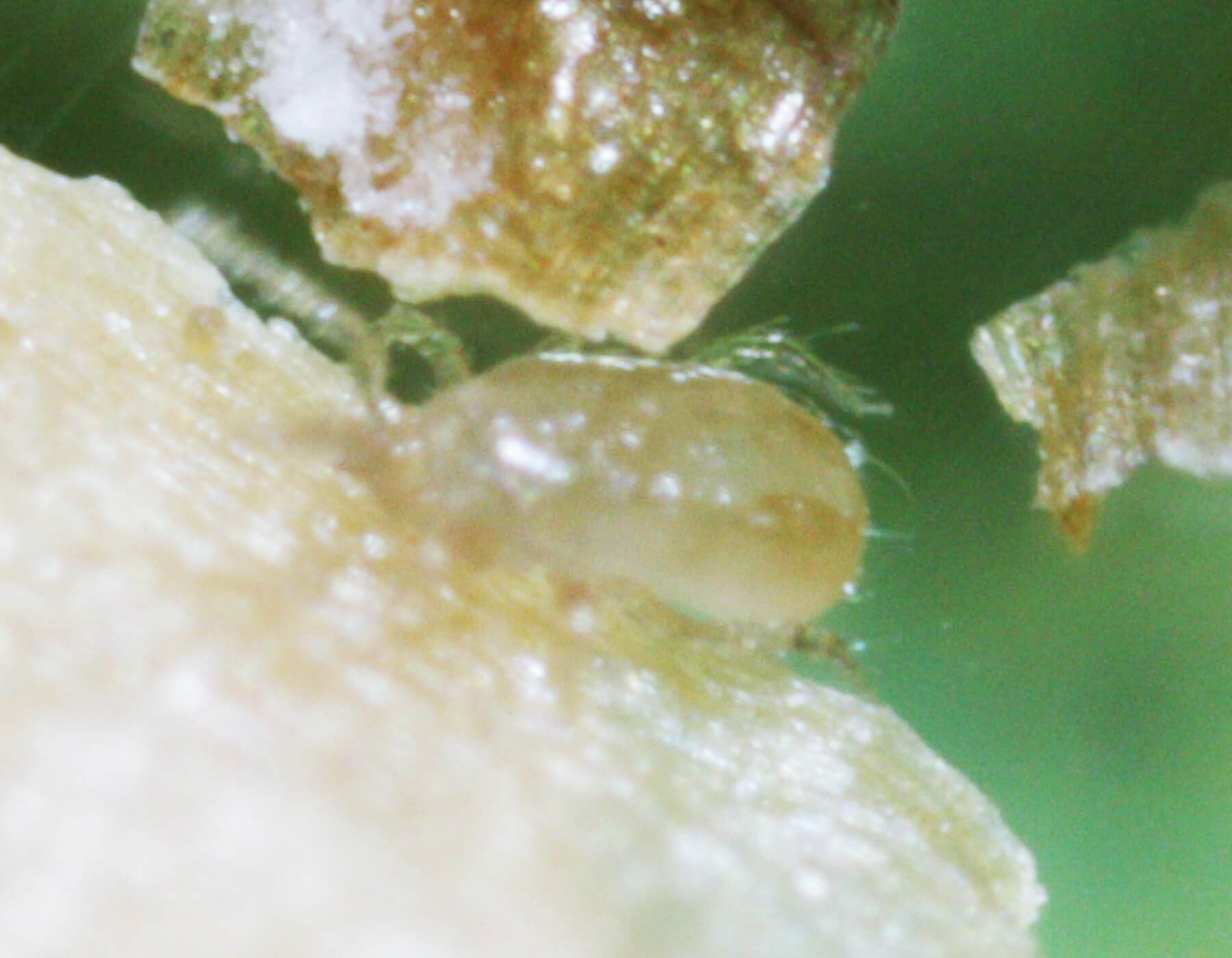 Amblyseius cucumeris - Thrip and Spider Mite Control