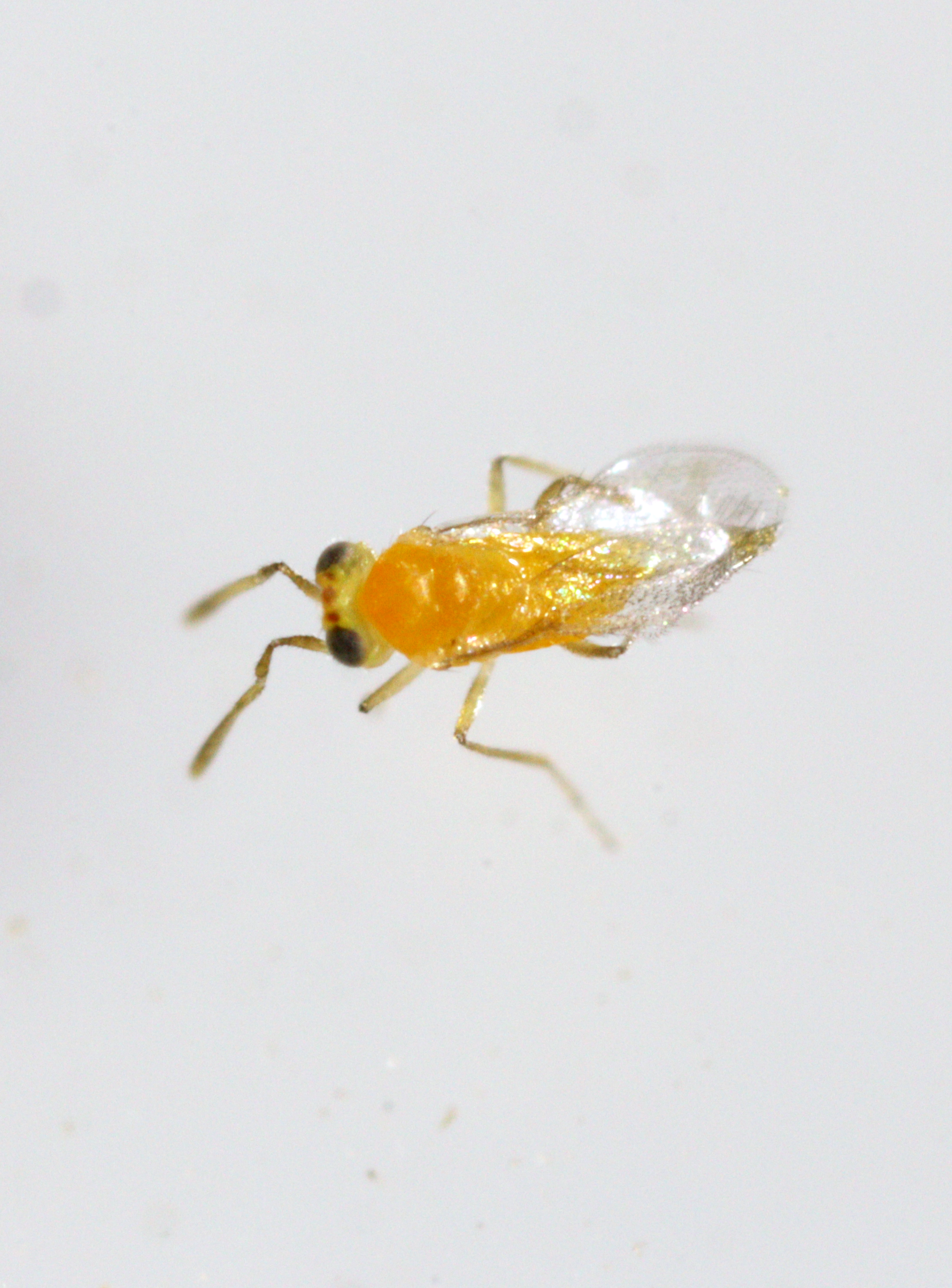 Eretmocerus eremicus - Whitefly Control