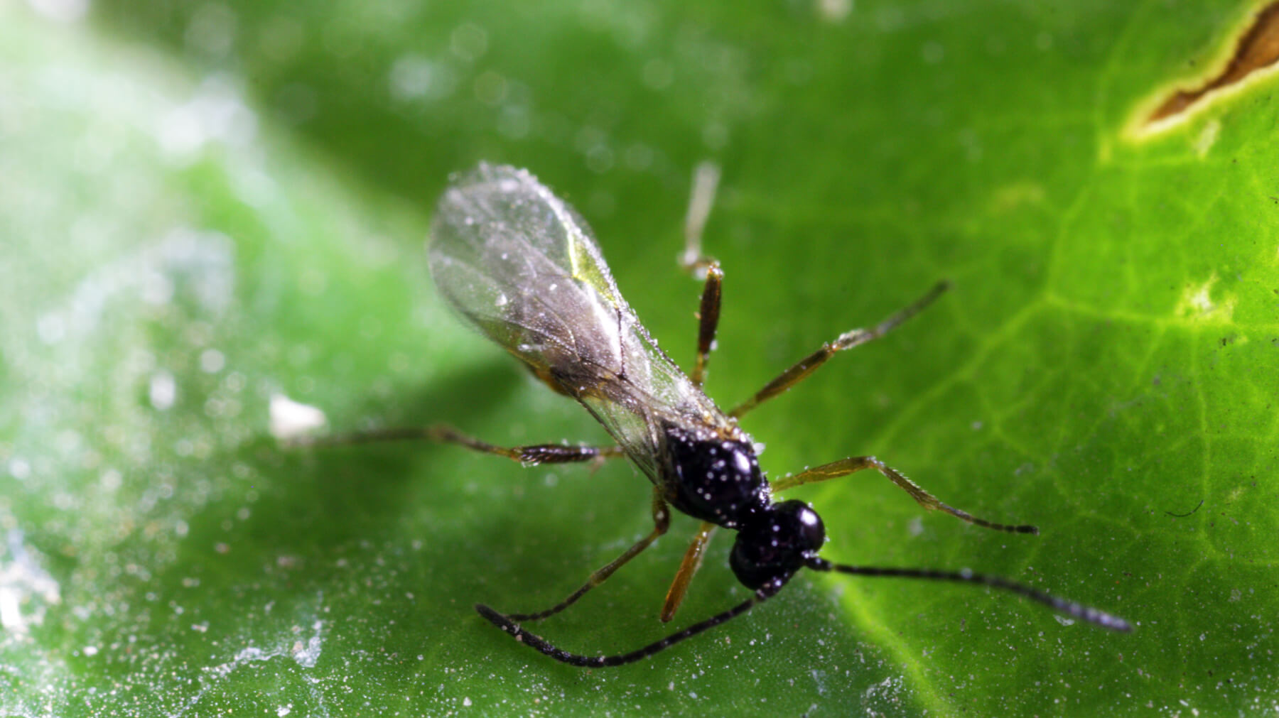 Aphidius ervi - Aphid Control