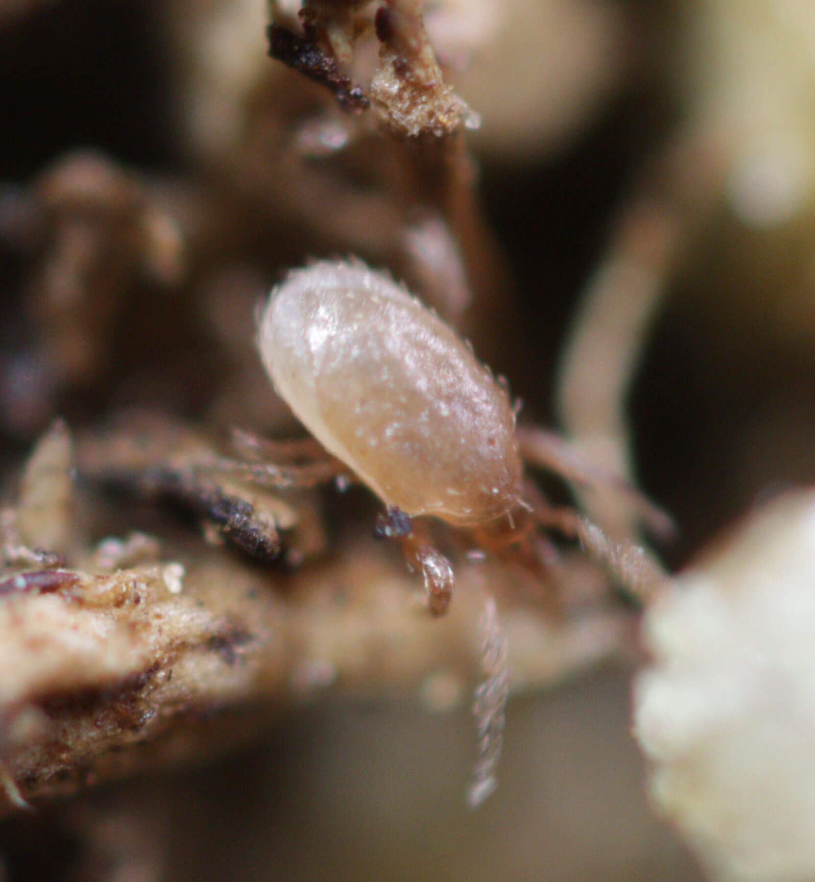 Hypoaspis miles (Stratiolaelaps scimitus) - Soil-Dwelling Predatory Mite