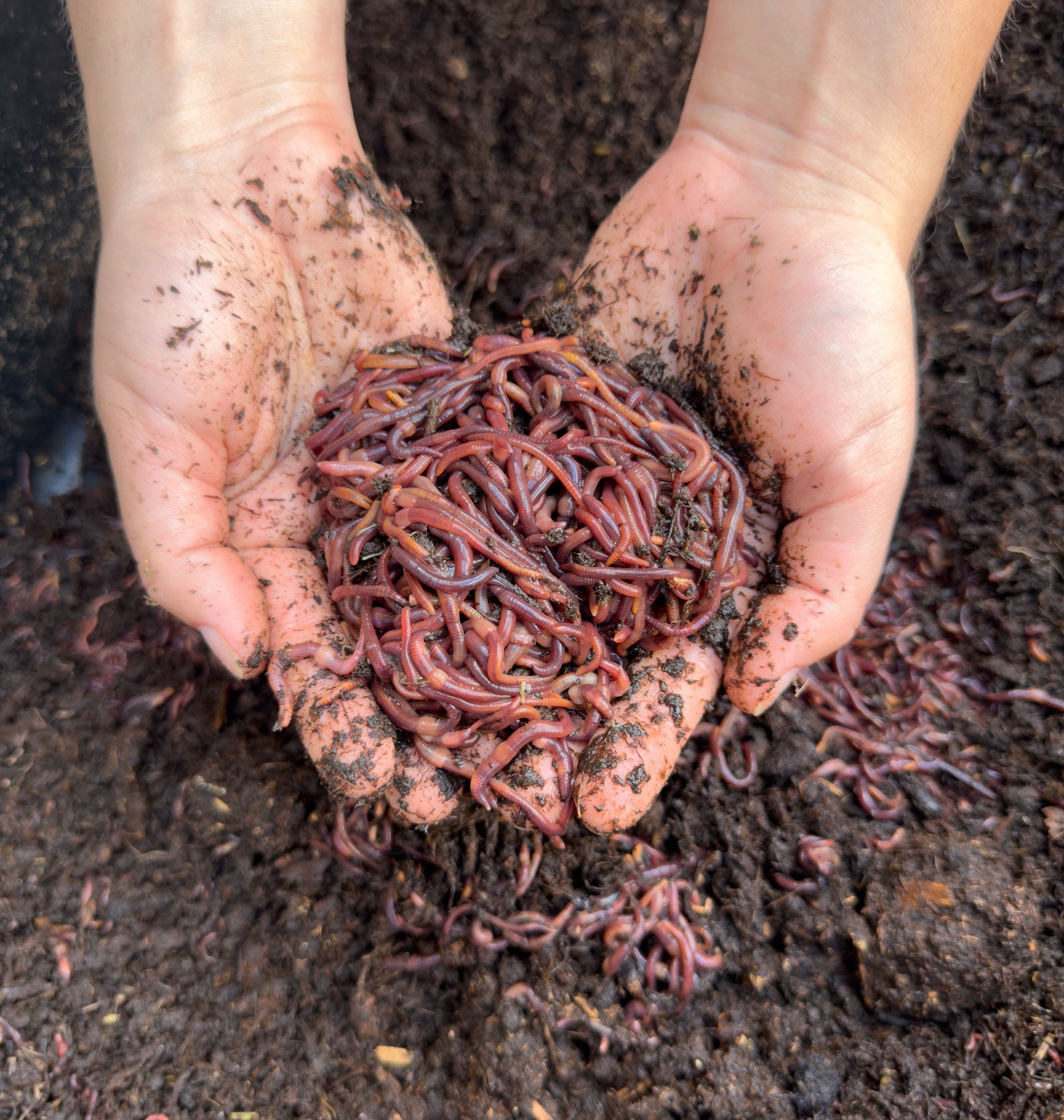 Composting Red "Wiggler" Worms