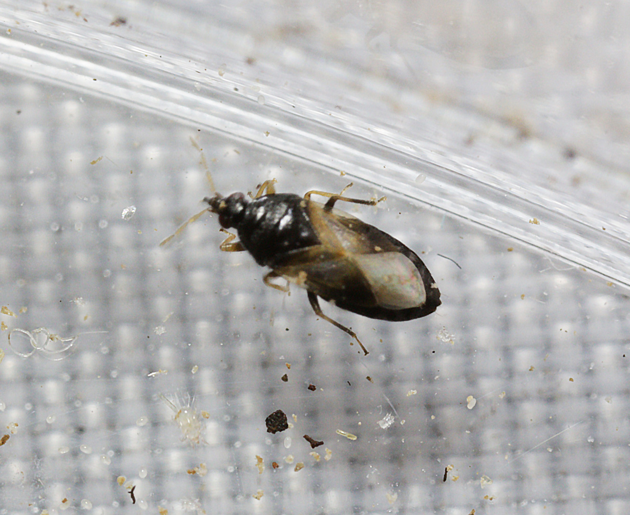 Orius insidiosus - Minute Pirate Bug - Controls All Life Stages of Thrips