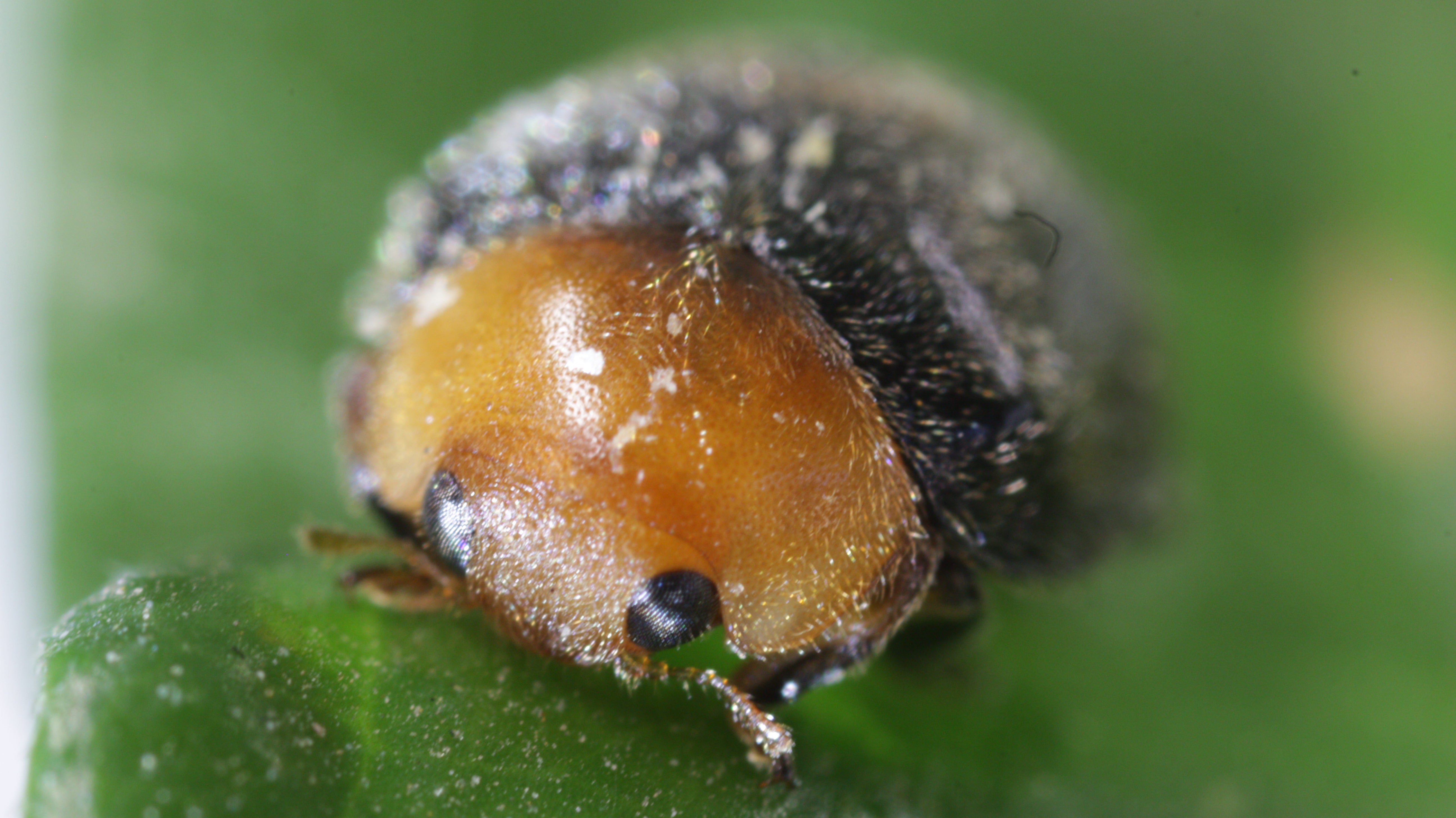 Cryptolaemus montrouzieri - Mealybug Control