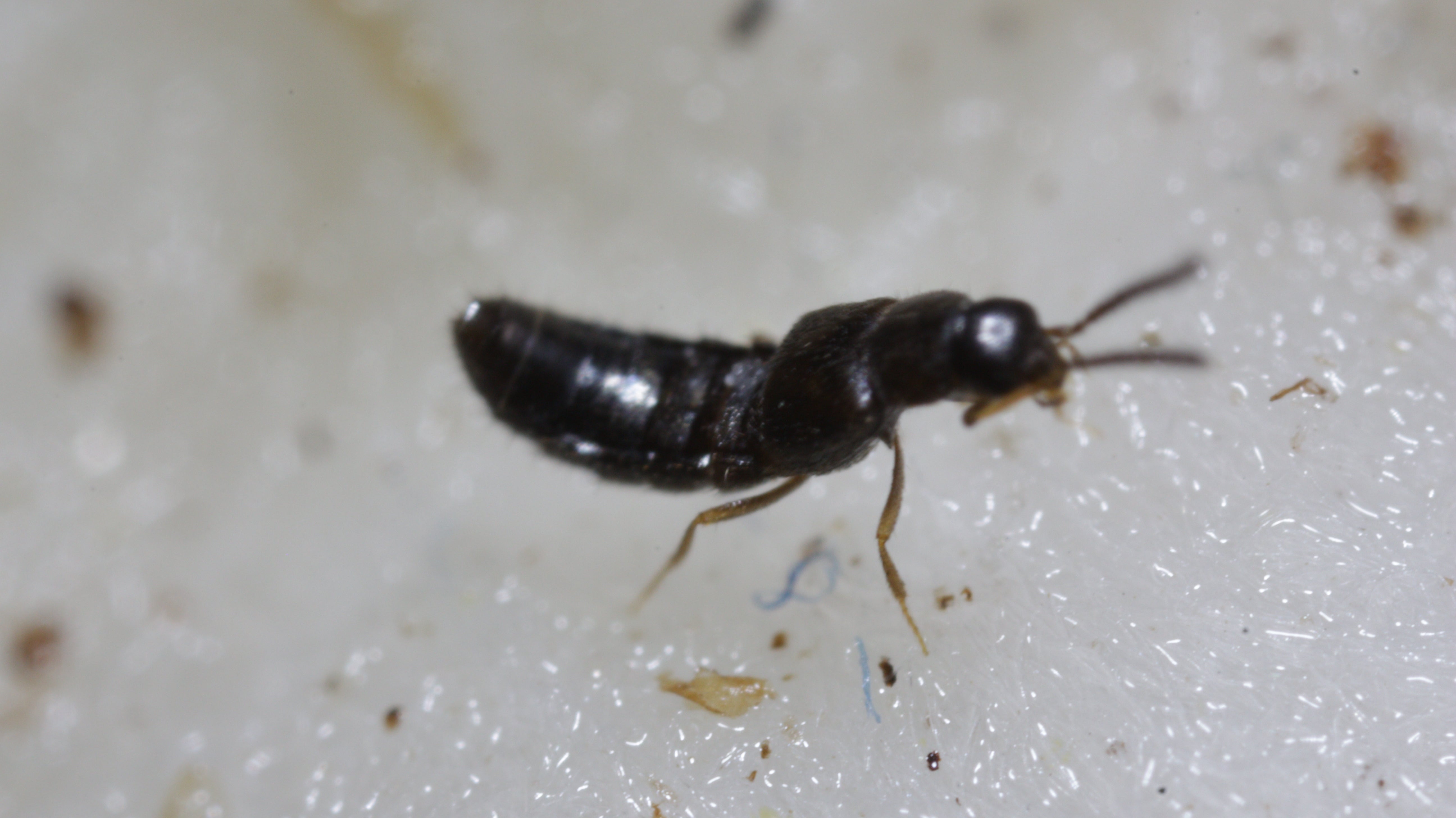 Dalotia "Atheta" coriara - Rove Beetle