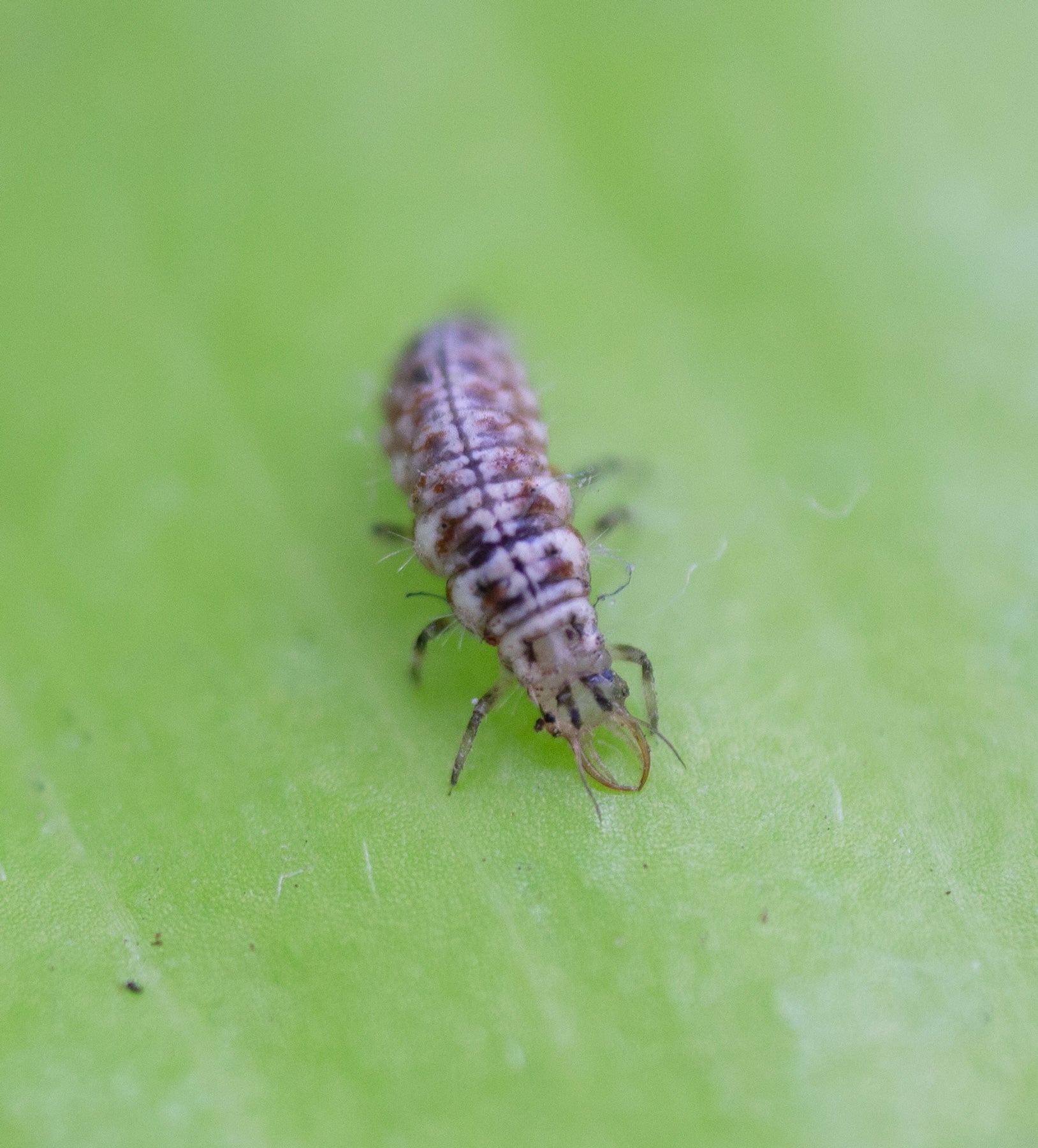 Green Lacewing Larvae