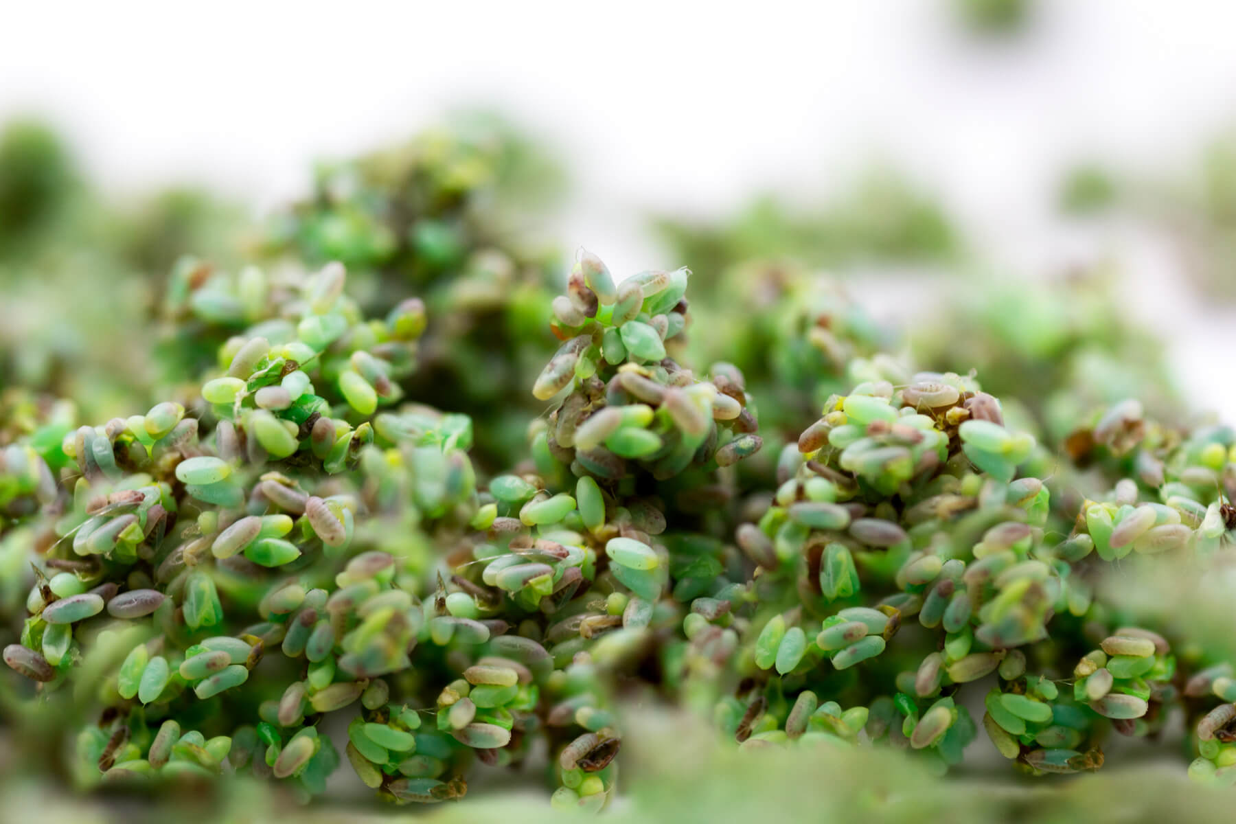 1,000 Green Lacewing Egg in Rice Hulls - Retail Cup