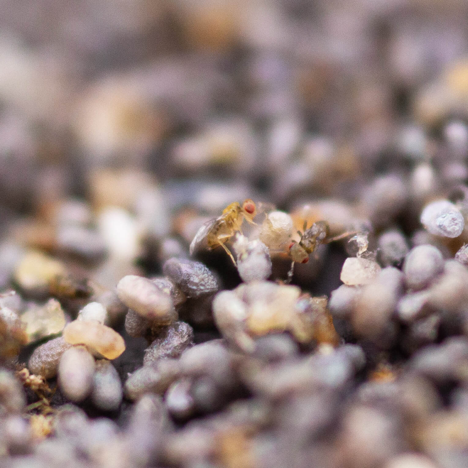 Trichogramma Eggs on Hanging Cards - Moth & Caterpillar Exterminator