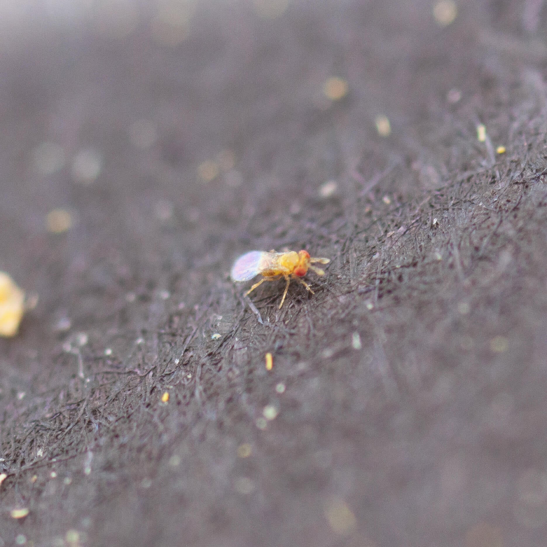 Trichogramma Eggs on Hanging Cards - Moth & Caterpillar Exterminator