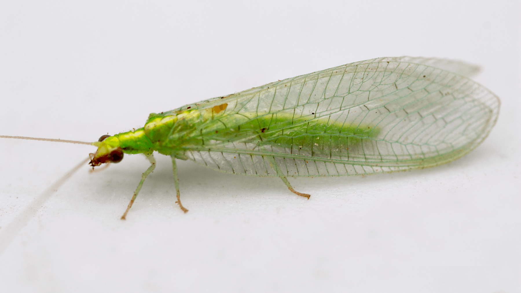 Green Lacewing Adults