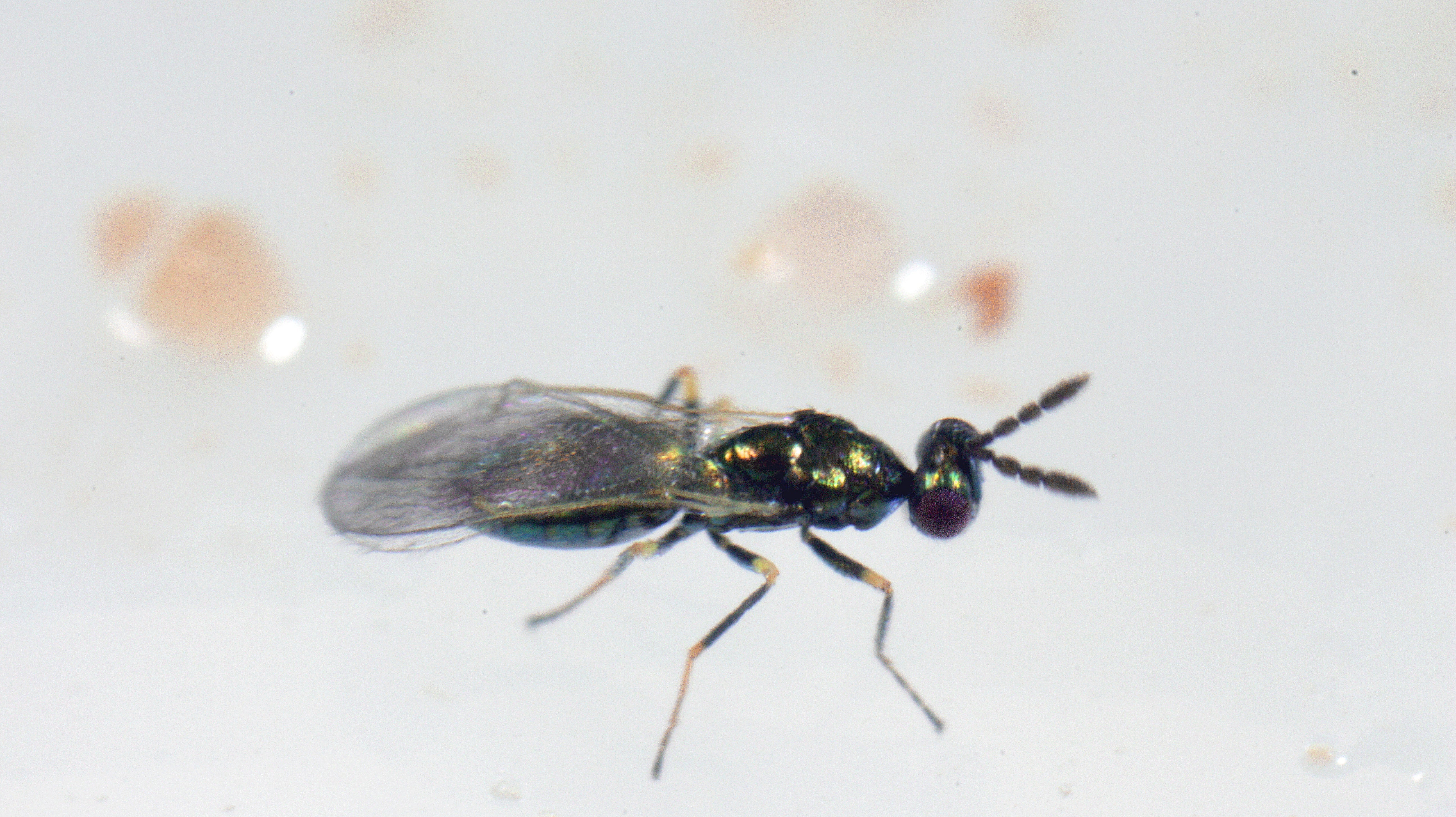 Diglyphus isaea - Warm Weather Leafminer Control