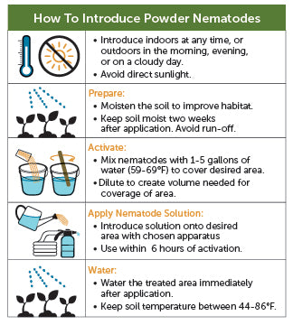 Fungus Gnat Exterminator - Sf Nematodes