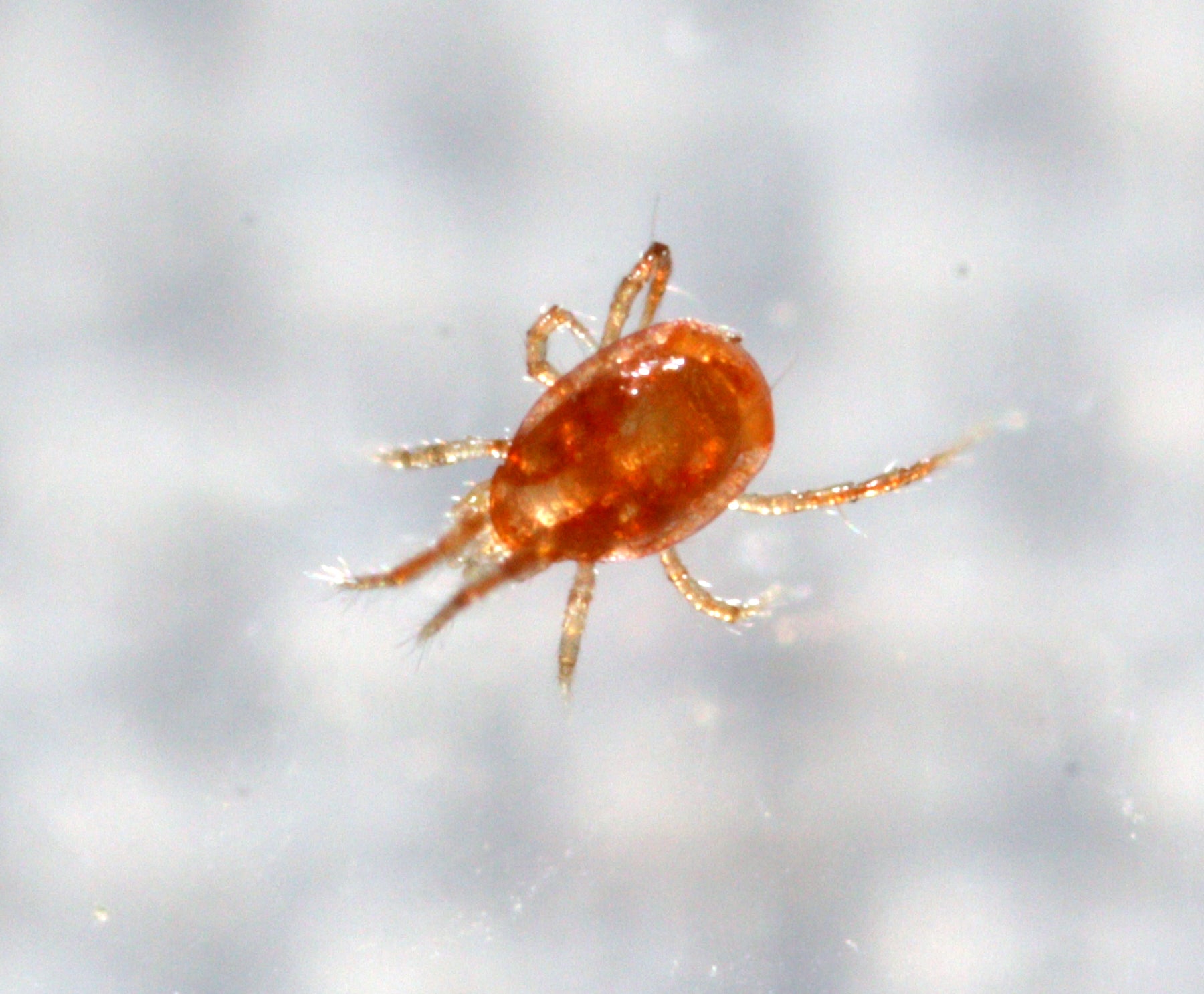 Phytoseiulus persimilis - Two Spotted Spider Mite Specialist!