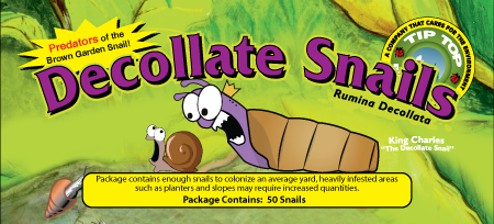 Decollate Snails