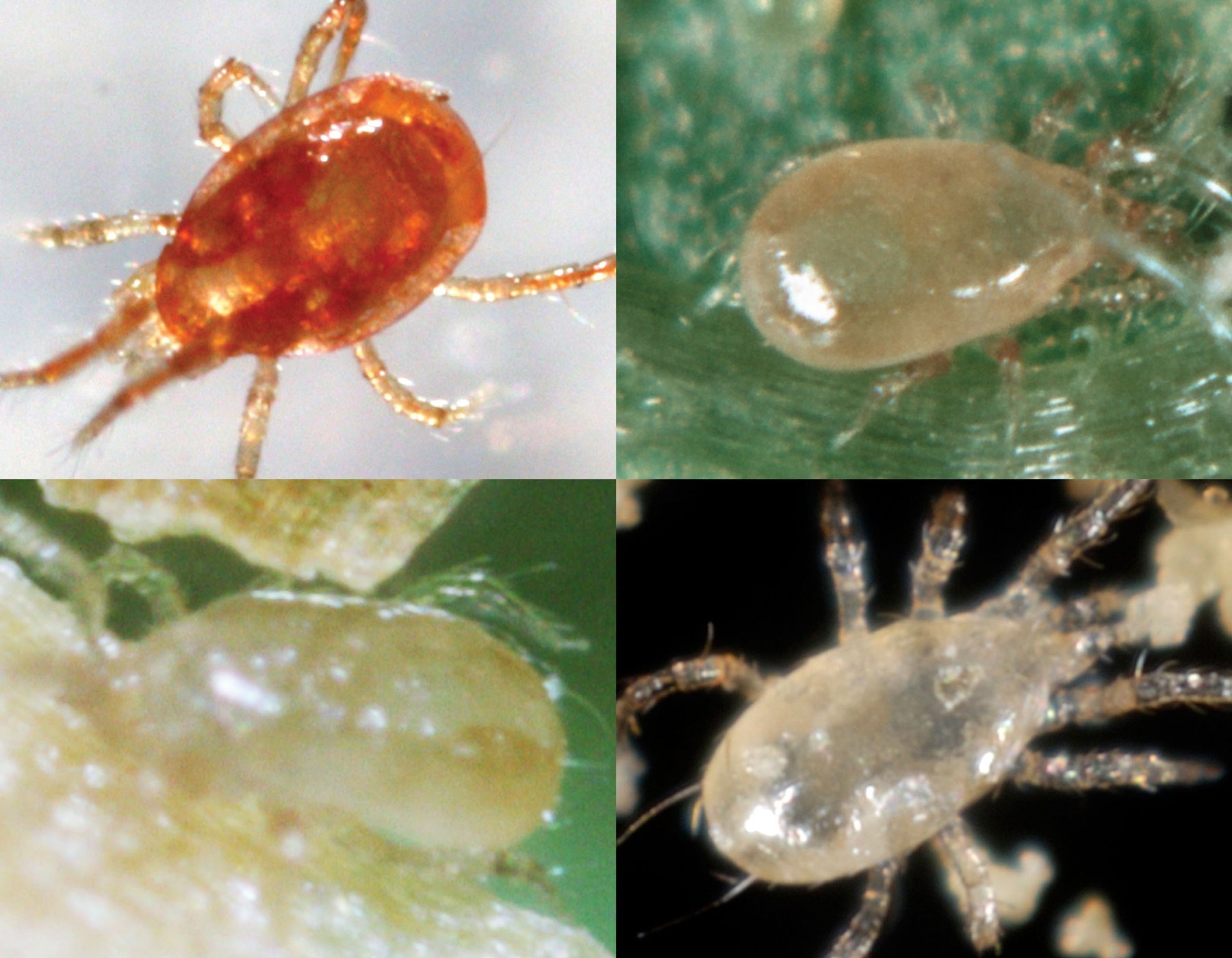 Special Blend Predatory Mite Mix - Spider Mite Control