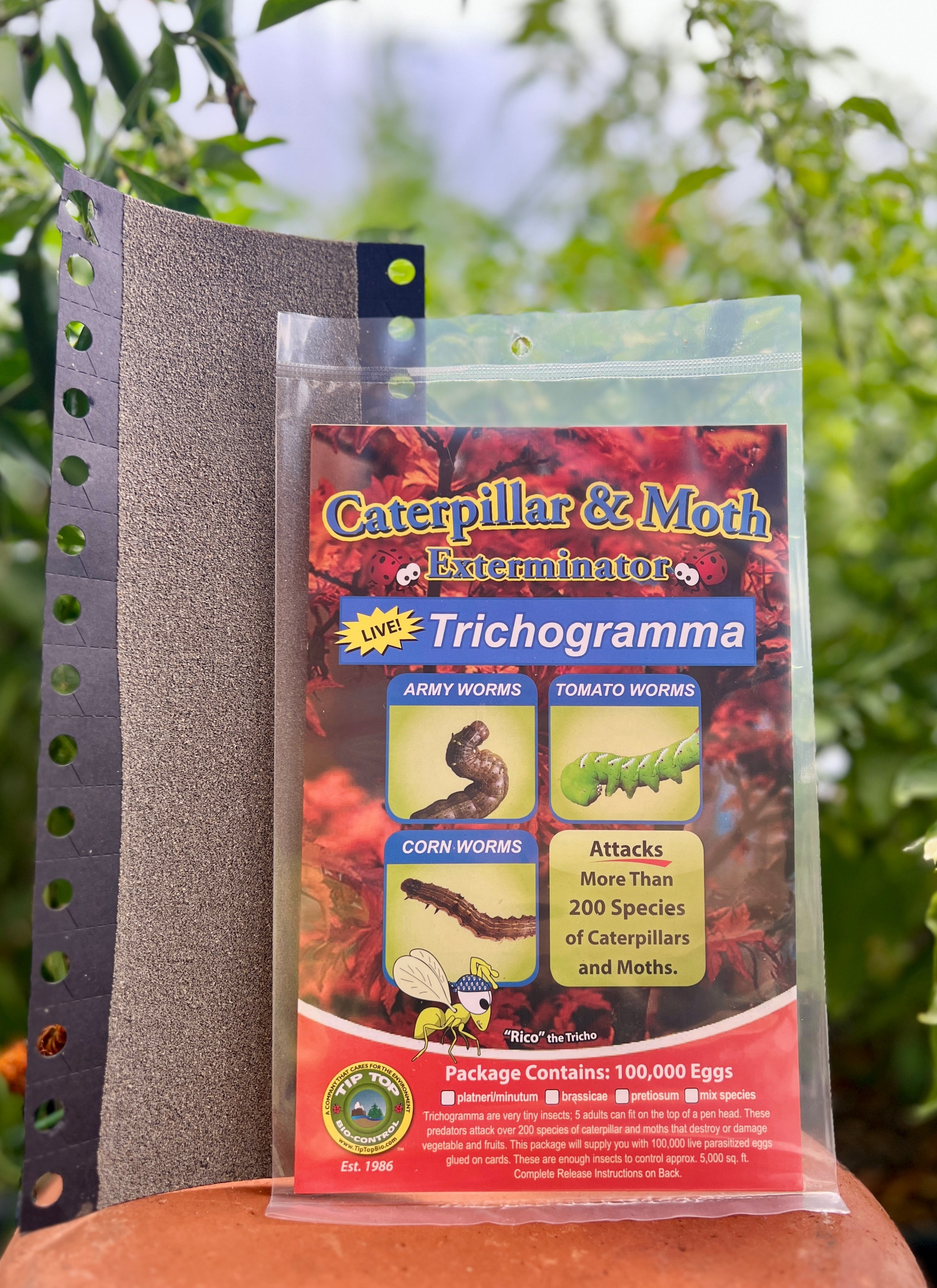 Trichogramma Eggs on Hanging Cards - Moth & Caterpillar Exterminator