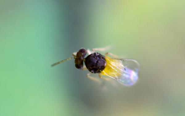 Encarsia Formosa - Closeup