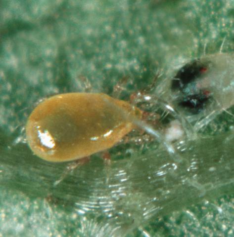 Amblyseius (Neoseiulus) fallacis - Closeup